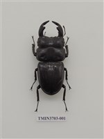 藏品(安大佑實鍬形蟲)的圖片